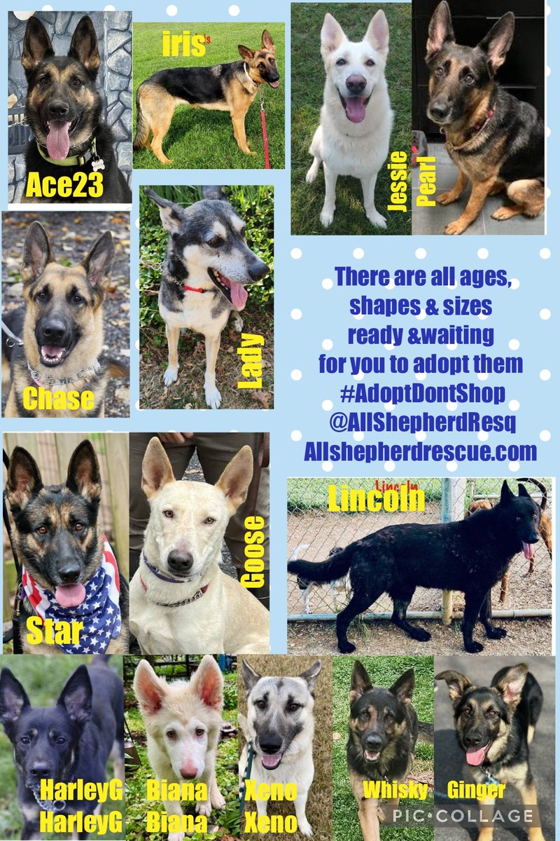 Remember there are lots of pals in rescue worldwide so if you are looking for a new pal to #adopt remember to #adoptdontshop These pawsome pals are looking for homes&someone to love them&are all ready&waiting for you!for more info➡️allshepherdrescue.com #OTLFP @allshepherdresq