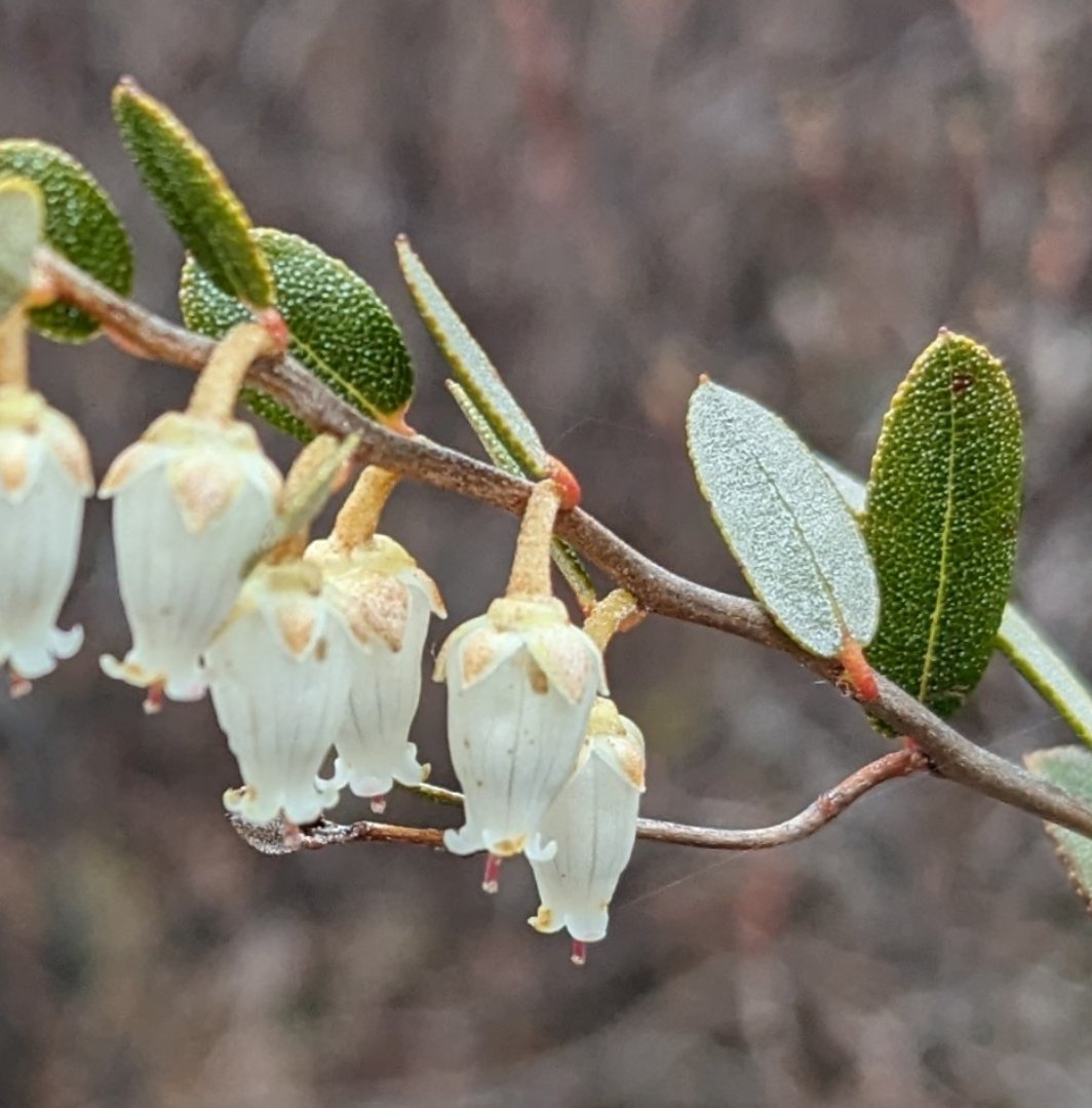 The leatherleaf's wee bells are coloring the bogs today. Their tough leaves have turned seasonally green from their winter brown. A gentle charm