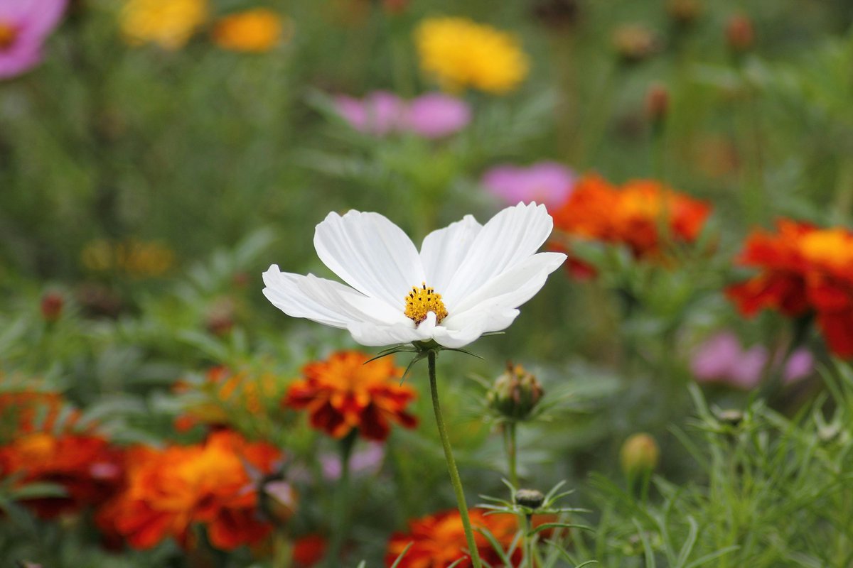 Do you love looking at wildflowers? Then don't miss the Guided Spring Wildflower Hike at Holmes Educational State Forest next Saturday, May 19th, from 2 to 4 p.m. Check for available time slots at the link below! #NCAgriculture Register here: t.ly/NwEnR