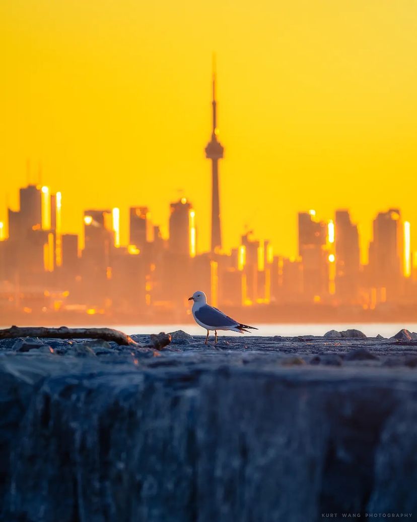 Golden hour 🐤☀️ 📸 kurt. wang on IG