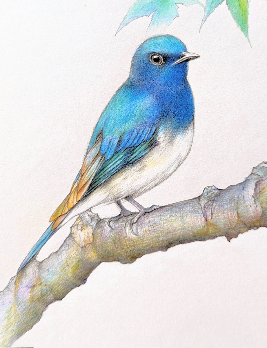 イラスト🪷制作途中です 青い鳥🕊️シリーズ 大瑠璃・雄 (オオルリ♂) 全長約１６cm ウグイス、コマドリと共に 日本三鳴鳥のひとつだそうです。 #絵 #色鉛筆 #illustration