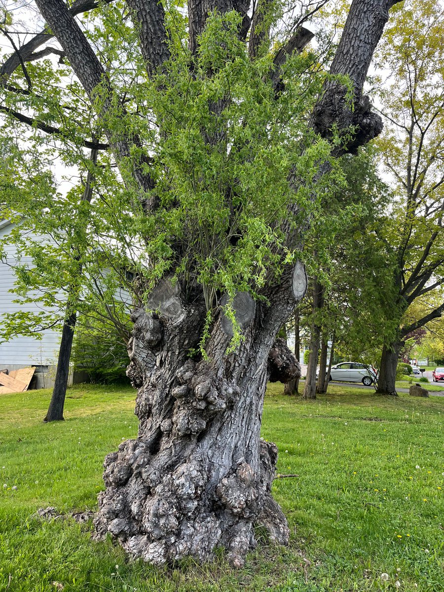 Age can make imperfections beautiful (tree in my new neighborhood)