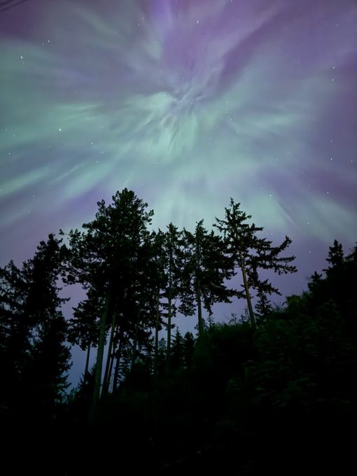 Northern lights illuminate tall trees