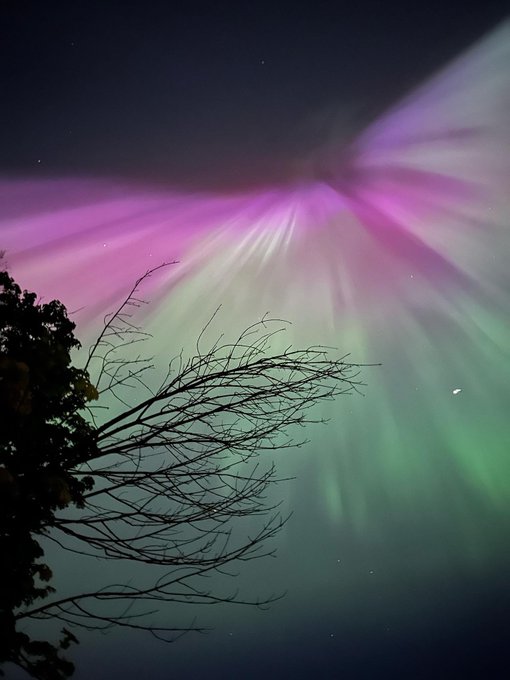 Northern lights illuminate a tree without vegetation on branches