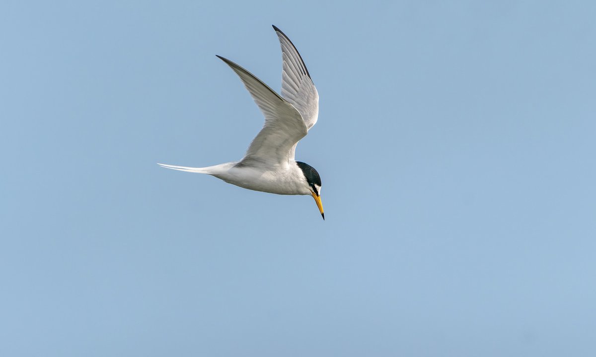 Its great to have the Little Terns back patrolling the shoreline at Cley again. Photos taken this morning in ever improving conditions (until the mist rolled back in) There were some stunning looking Grey Plover on Arnolds as well, although too distant for photos.