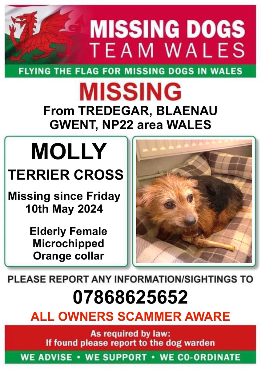 ‼️14YR OLD MOLLY IS MISSING ‼️
FROM #TREDEGAR AREA #BLAENAUGWENT #NP22 #WALES 
Since FRIDAY 10TH MAY 

MOLLY IS 💥MICROCHIPPED💥 SO PLEASE LOOK OUT FOR HER .
Family extremely concerned !