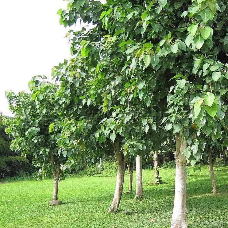 <a href="/Abdull_Alorini/">البيئة والطبيعة</a> ولا تنسى شجرة  Ficus religiosa  لسان العصفور  جذورها خفيفة لا تؤثر على خزانات المياه أو الأرصفة وأوراقها عريضة ومصقولة ودائمة الخضرة