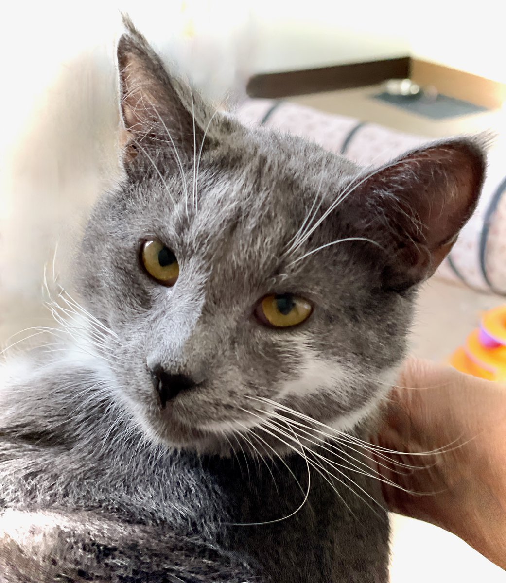 His visitor found him adorable, but Scrabble wasn't feeling the connection. When we & the potential adopter both sense that mysterious glue isn't there, we honor that. It has to be right (& the time will come.) So Scrabble's still available! #va #dc #cats #pets #caturday #kittens