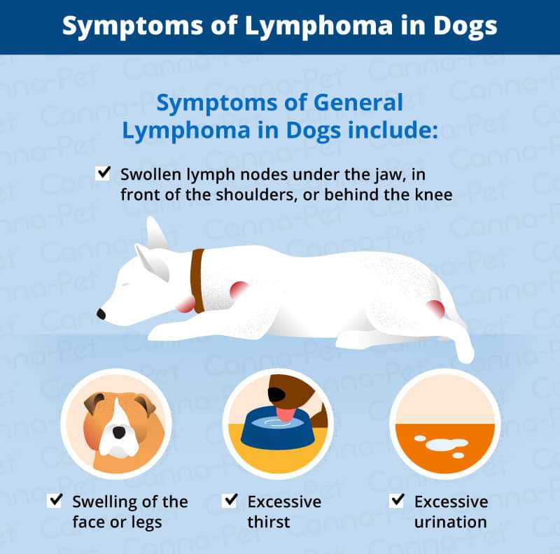 This is a helpful poster about checkin for lymphoma
Please get you humans to check your lymph glands,especially by your collar like hoos tonsils
This is how mum found mine
Check out this poster for helpful hints on where to check
If you have ANY worrys,please see your vet #OTLFP