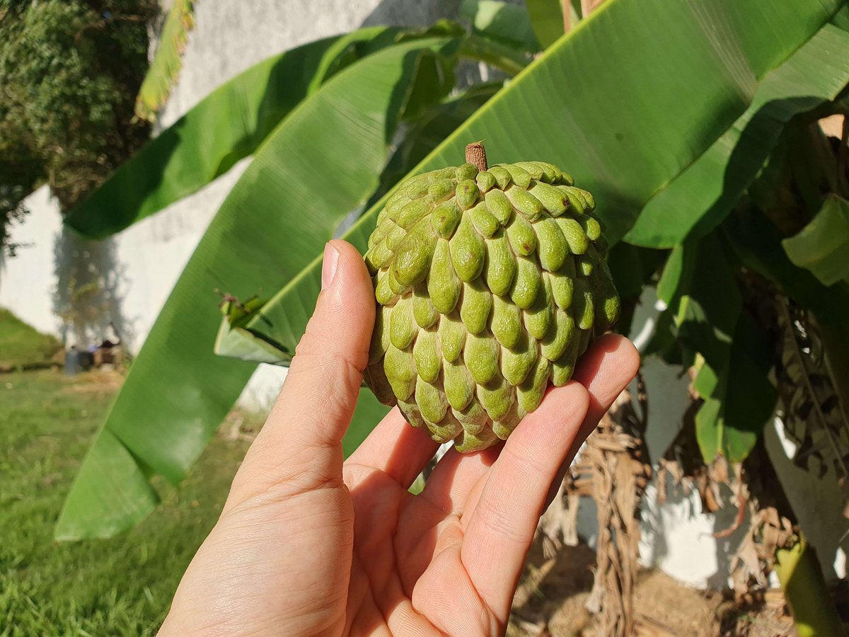 VSilverdawn's tweet photo. Got an annona fruit that was shown in the Dawntrail trailer! 😋 https://t.co/Ldv8gLzcrV
