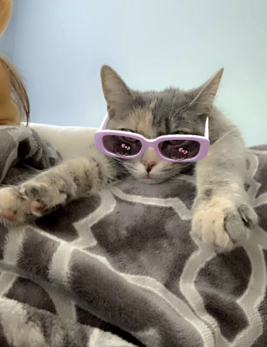 The real diva in the house…

#cat #furmom #diva #CatsofTwittter