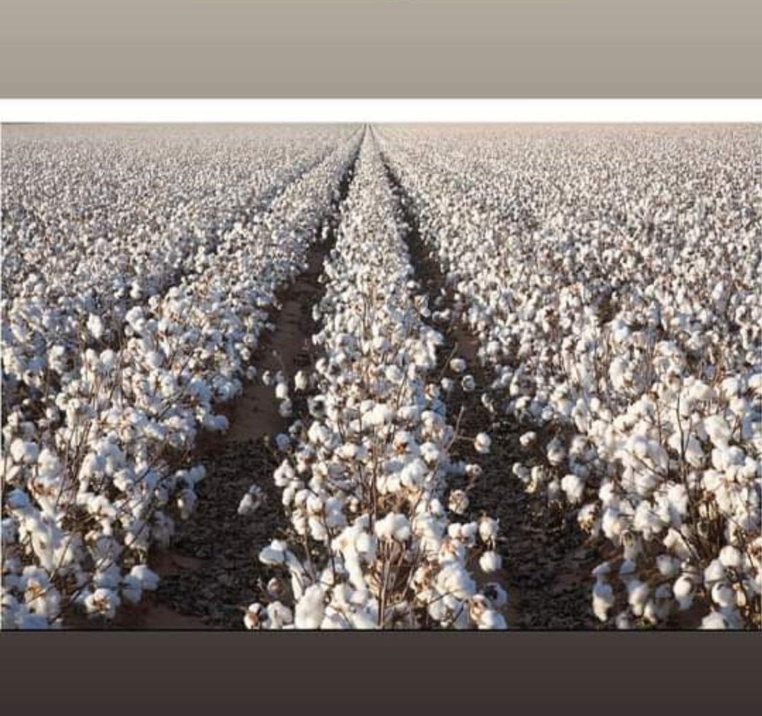#2024goals #cotton
