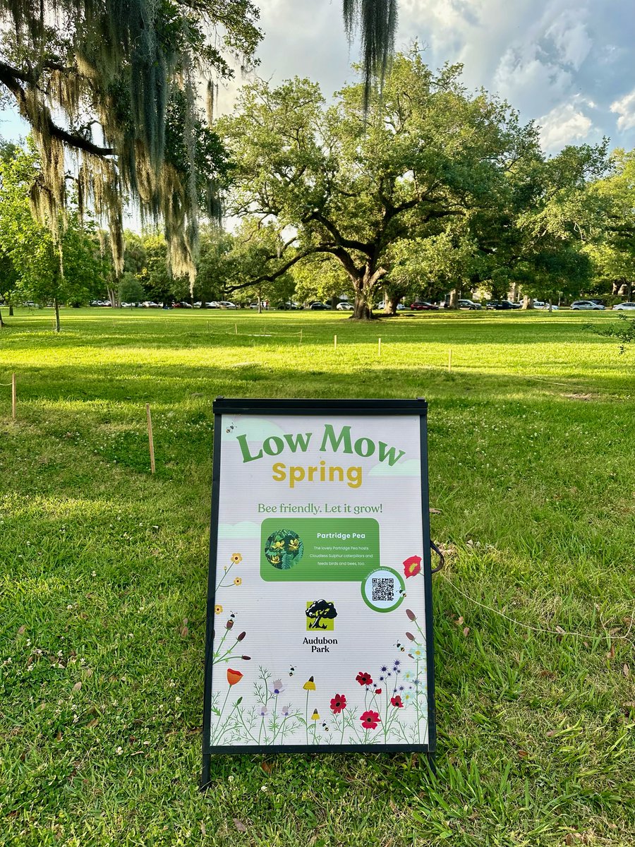 We’re mowing less this May to help feed pollinators! Mowing lawns less allow flowering plants to bloom, providing bees and other pollinators with food and shelter during the spring months. Check out the Low Mow May locations in Audubon Park! 🐝