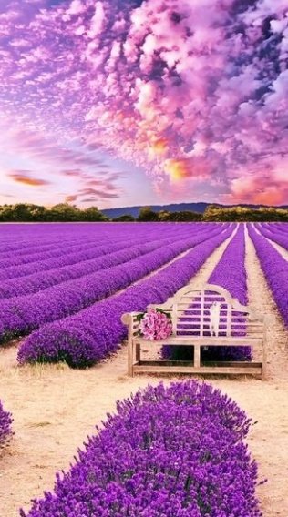 💜🪻 Good evening Beautiful Lavender Field #NaturePhotograhpy #NatureBeauty