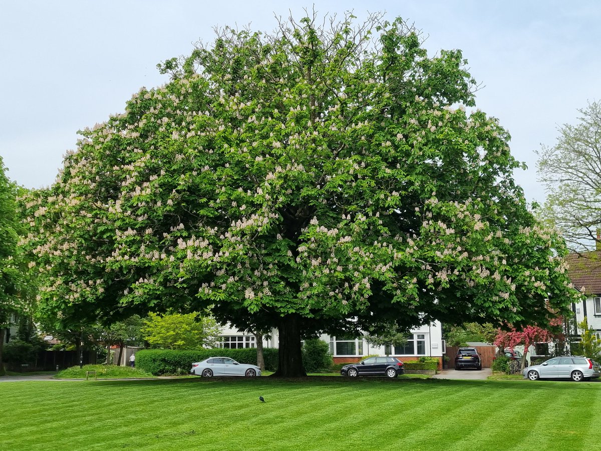 Magnificent horse chestnut (aesculus hippocastanum) on The Mead #Chorlton ville #Manchester #Bloomtown #BlossomWatch #hanami