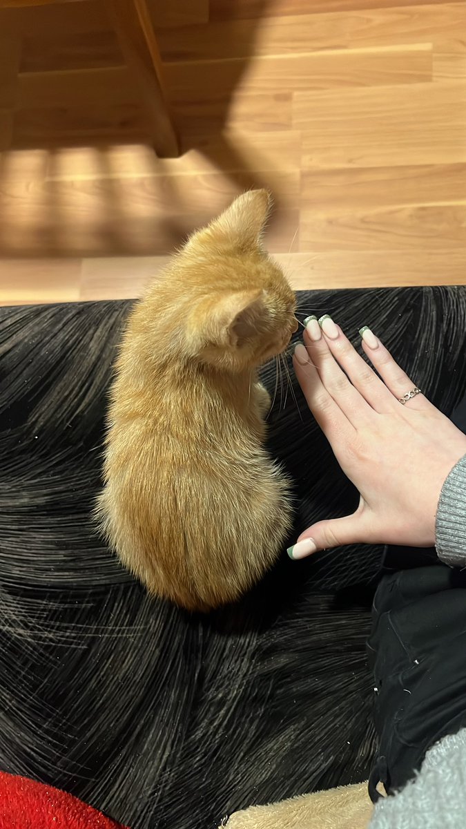 Holaa soy de Mendoza y me encontré a este bebito hermoso precioso pero necesito encontrarle una casita que lo ame mucho. Por favor pueden compartir?