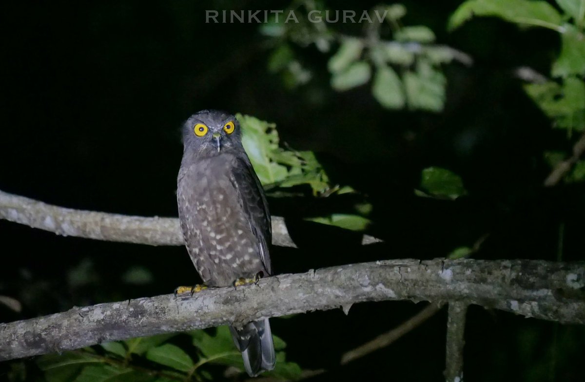 It’s Endemic Bird Day and no better birds than the ones from Andaman Islands. Here’s Andaman Boobook and Hume’s Boobook from this year. Fortunate to explore the islands and witness the majestic owls. Let me know which one’s your favourite! #indiaves #birdsseenin2024