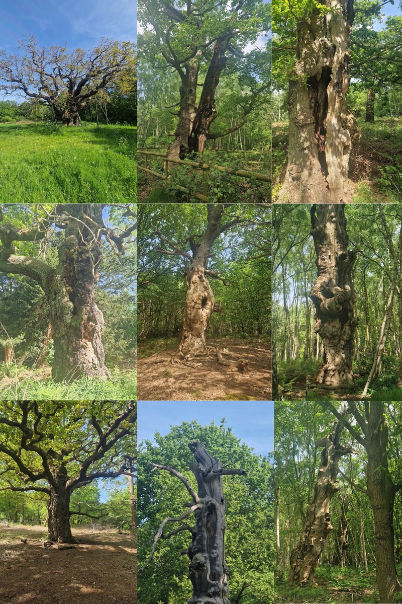 Here is a selection of the wonderful veteran trees we spotted @RSPBSherwood today Really is a great place to walk around, always something new to see