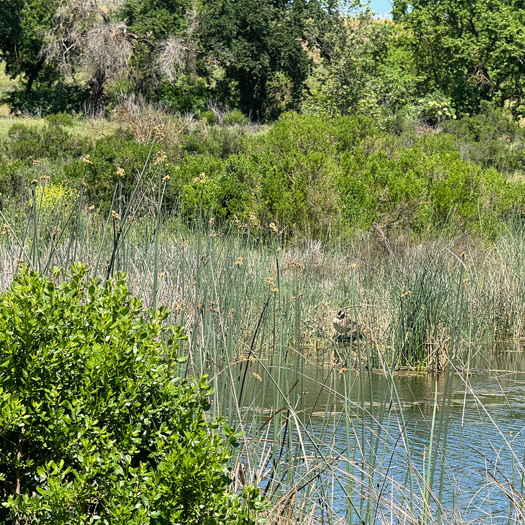 cachecreekcnsrv's tweet image. Immerse yourself in a part of CA Native lifestyle by learning to gather and use Tule, or Tlaka in the Wintun language, by joining our monthly workshops at the Tending &amp;amp; Gathering Garden. 
cccweb dot link/Tule_FunDays

#nativeamerican #nativeculture #wintun #patwin #wetlands