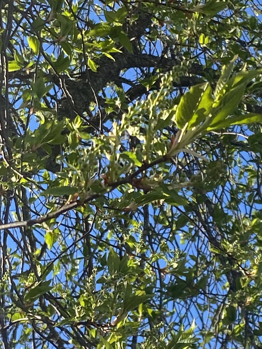 MariaIPersson's tweet image. Nu sker det en underbar explosion i naturen.  Snart står häggen i full
blom och björklöven har börjat visa sig.  Till en fond av härligt kvitter.  😃💖