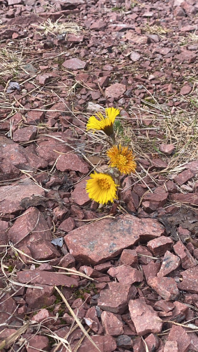 MariaIPersson's tweet image. Nu sker det en underbar explosion i naturen.  Snart står häggen i full
blom och björklöven har börjat visa sig.  Till en fond av härligt kvitter.  😃💖