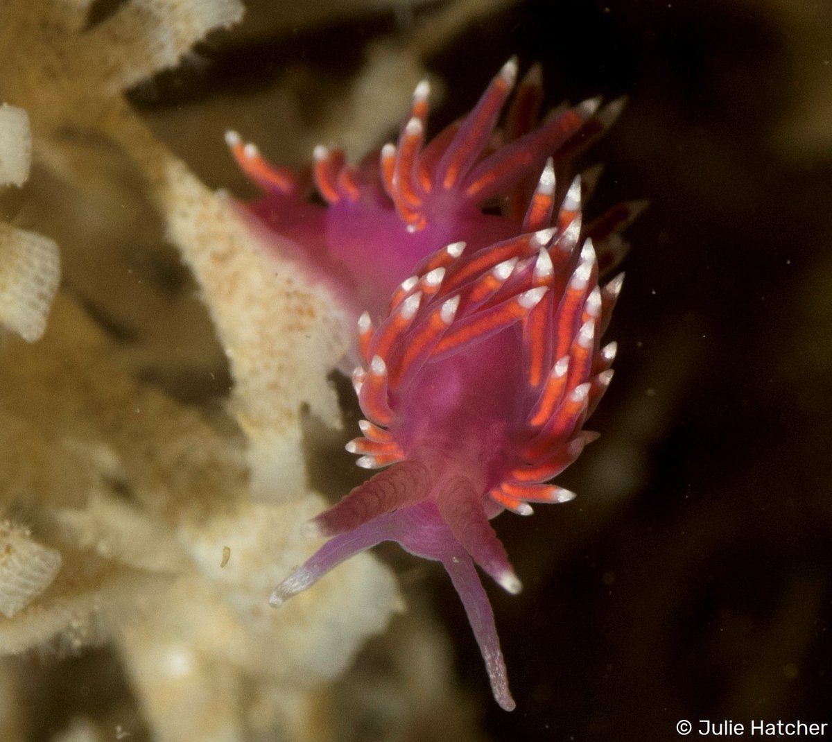 Despite the violet sea slug's dazzling colouration, this fabulous nudibranch can be easily missed, due to its small size! 💜 wildlifetrusts.org/wildlife-explo…