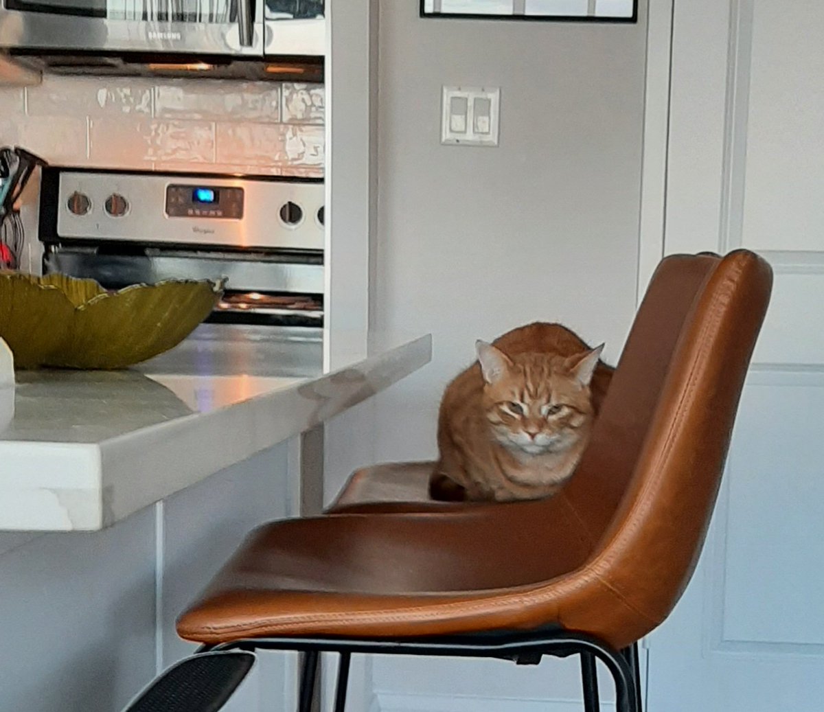 DESIGN BY FRED: Notice how I perfectly match the expensive new chairs at the breakfast bar on which it is rumored I am not allowed #FredtheCanadianCat #Caturday #decor #homedecor