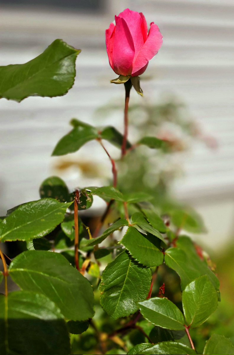 luna_corgi's tweet image. Our first rose!🌹

#flowerphotography #rose #SpringHasCome #Spring2024 #photography #flowerpictures