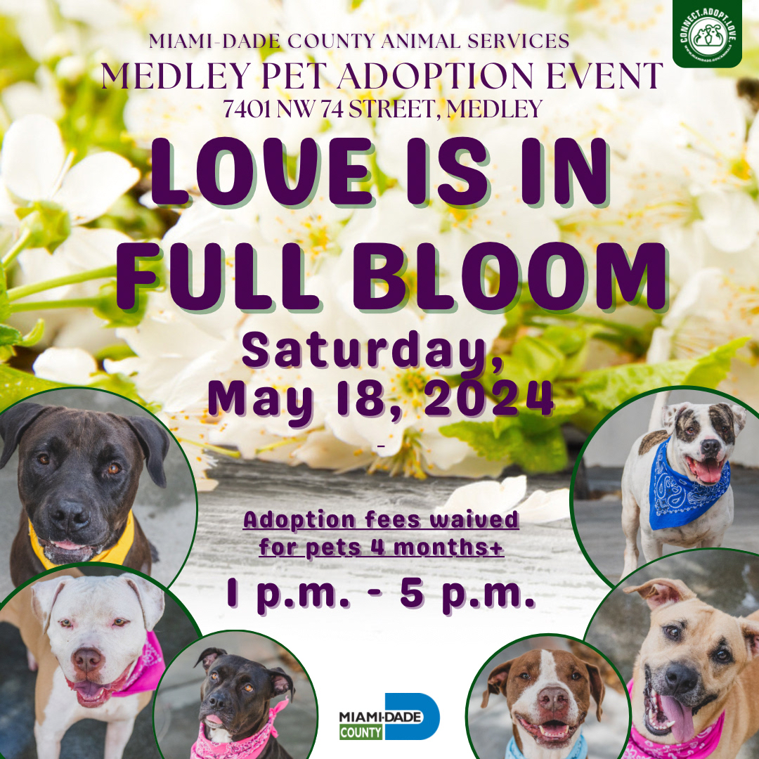 🌸 Love blooms at our monthly pet adoption event! 🐾 Join us at the Medley Shelter on May 18th from 1-5 p.m. All adoption fees for pets 4 mo. + waived for the day! Let's #EmptyTheShelters together and give a forever home to a furry friend. 🐶❤️