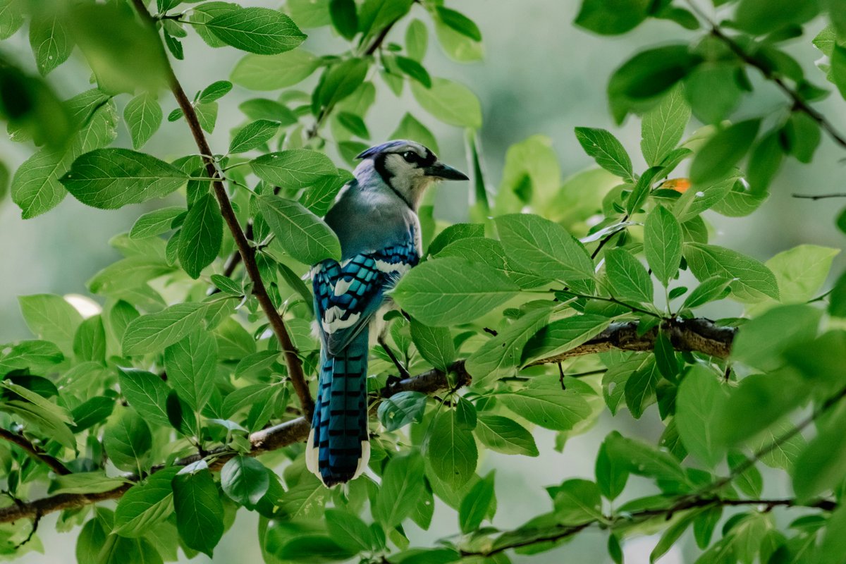 yegparks's tweet image. 🐦 Join Root for Trees for our first drop in planting of the year on May 18th in Dunvegan! This drop in is themed &quot;Birds and Branches&quot;, plant trees and learn about the birds that will eventually inhabit them! 🐦 #RootForTrees #UrbanTreePlanting #Naturalization
