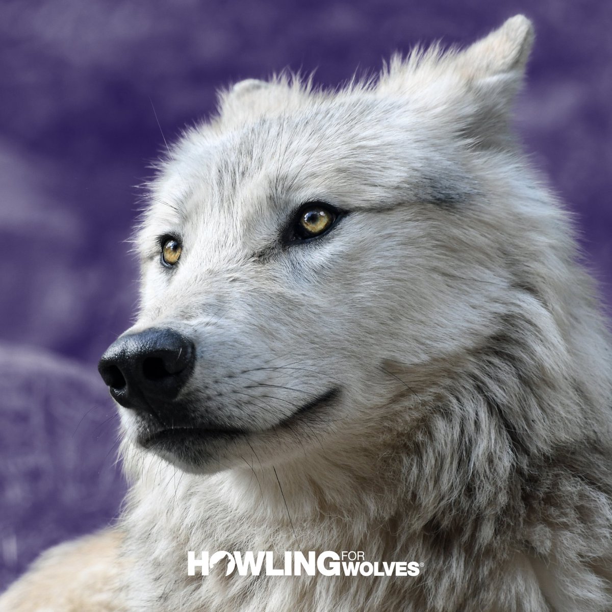 Howling For Wolves (@howling4wolves) on Twitter photo We will not give up in our fight to #BanWolfHunting. Sign up for our email action alerts today at HowlingForWolves.Org/letter! We will not give up in our fight to #BanWolfHunting. Sign up for our email action alerts today at HowlingForWolves.Org/letter!