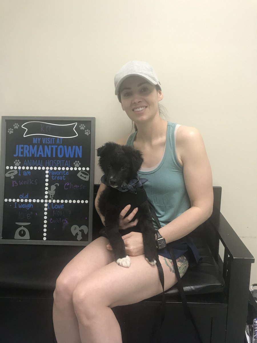 Kit found their paw-fect forever home with a little help from A Cat and Dog's Friend Rescue! 🐾❤️ #adoptdontshop  #JermantownAnimalHospital #Fairfax #Veterinarian #AnimalHospital #PetDentalCare #PetBoarding #BehavioralMedicineForDogs #PetVaccinations #FearFreeVet