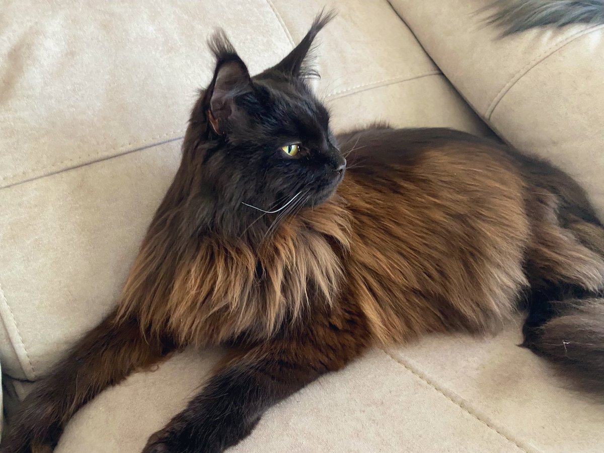 Nei Nei 🐱 De la colonia tweet media