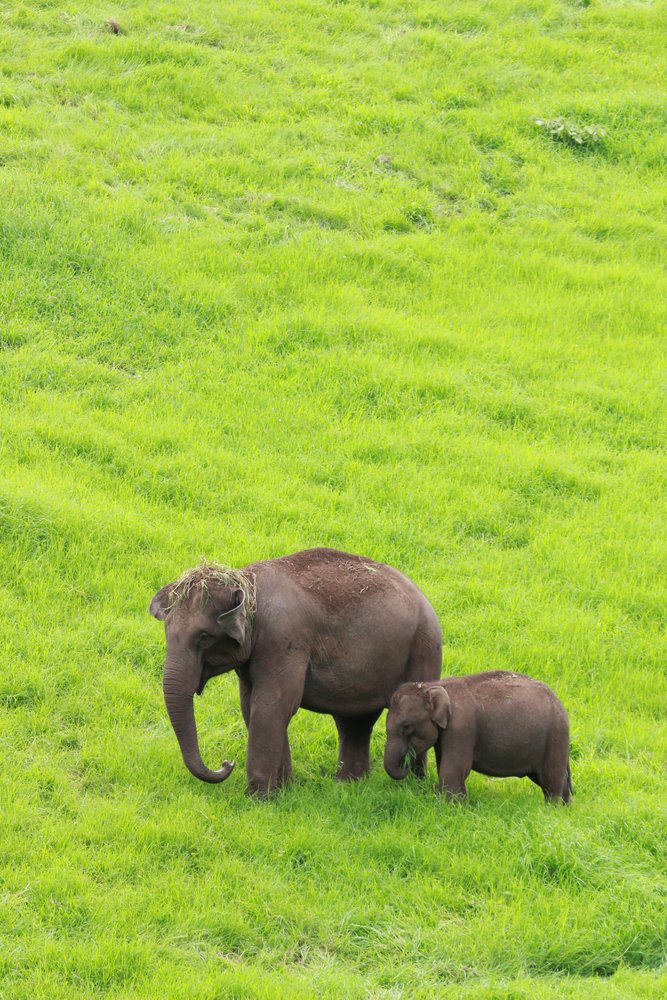 Mommy and baby time! 📍 Munnar #MothersDay #HappyMothersDay #KeralaTourism