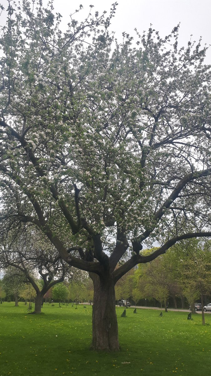 Nice, Apple trees and Cherry Blossoms are in full bloom luv it.