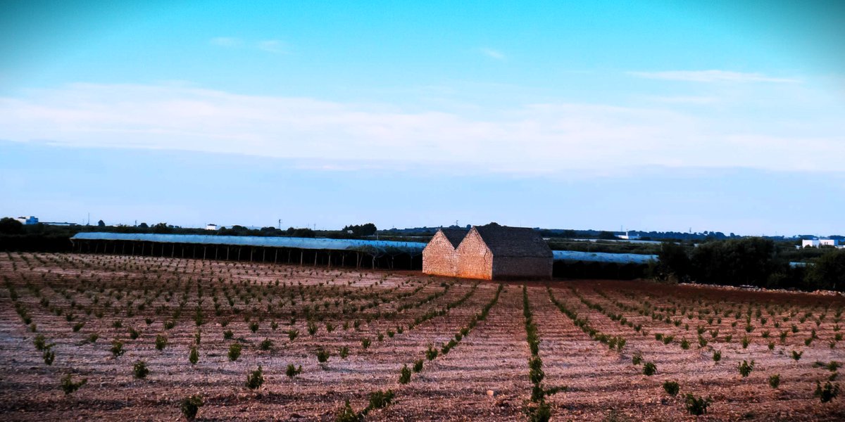 Terra di Puglia. #photography #landscape #rural #Italia #agriculture #farming #Sustainability #Progress