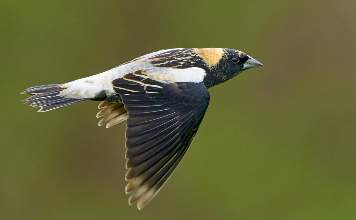 Bobolink Express #BirdsOfTwitter #birdphotography