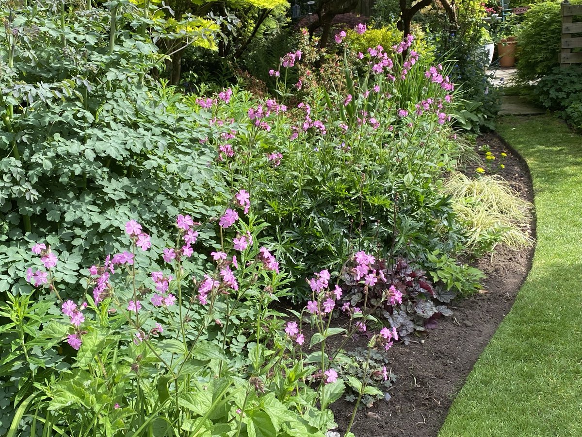 Red campion in my borders. ⁦@PMGilmartin⁩ I shall look at them in a completely different light after your academic description.