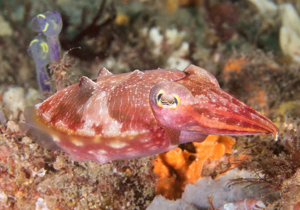 ꒰ ken's cuttlefish (Sepia grahami) 🩷.˳⁺⁎˚ ⋆, image size:1200x840
