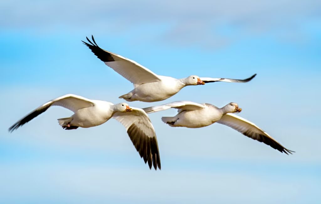 'Aves Migratorias': Porque hoy es el día mundial de las aves migratorias con el fin de crear conciencia sobre la importancia de la preservación de ecosistemas y la necesidad de proteger sus rutas migratorias.