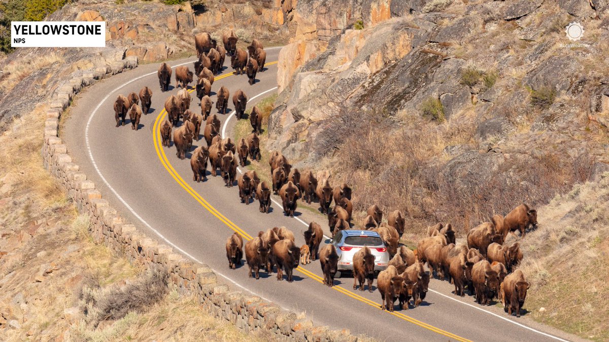 Nothing like a bison traffic jam at Yellowstone National Park! 🦬
