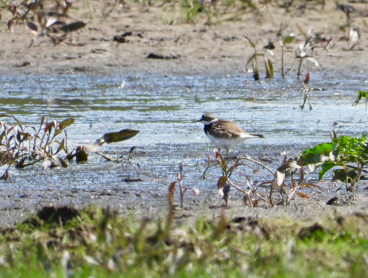 Don’t often see Spotted Fly as a spring migrant, good to get one on @WeBS_UK Adur Levels. 3 Hobby, Cuckoo and Comm Sand. LRP was a fine surprise on the new WeBS site Upper Beeding Levels. @SussexBirding