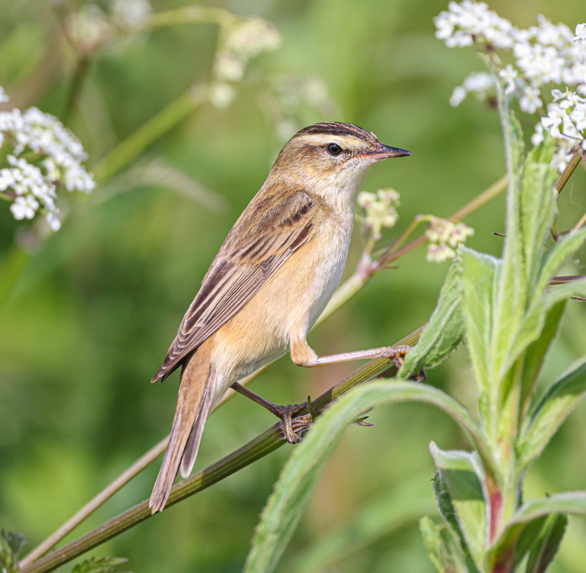 Tonight’s thread latest shots I’m going to start by sharing my first Sedge Warbler in over 3 years this morning