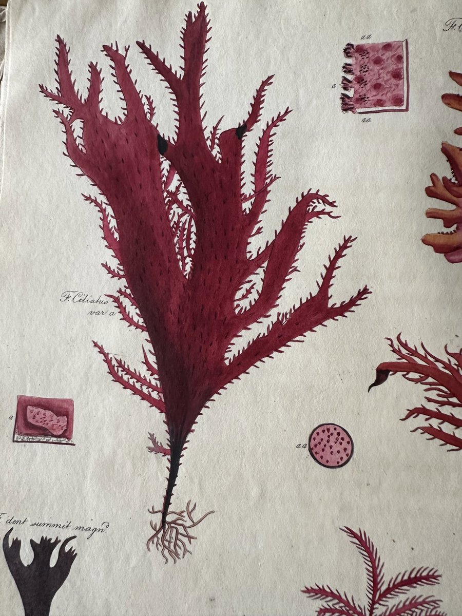 A case of the right place and right time to have an opportunity to look through these extraordinary illustrations from the Nereis Britanica book by botanist John Stackhouse #seaweed #seaweedillustration #algae