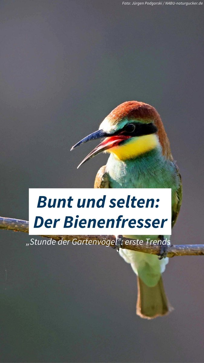 🤔Bock auf #birds & #birding? Dann macht mit bei der 'Stunde der Gartenvögel' und meldet uns welche Vögel ihr seht! Bienenfresser gibt's leider nicht überall in 🇩🇪, aber wer weiß wer bei euch gerade sein Nest baut? Alle Trends&Infos zur Vogelzählung: nabu.de/news/2024/05/3…