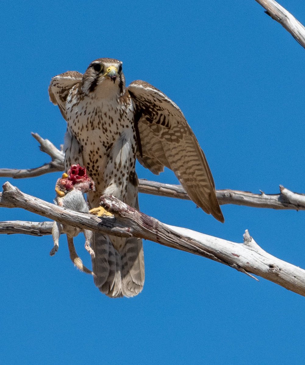 Prairie Falcon with headless prey #GlobalBigDay