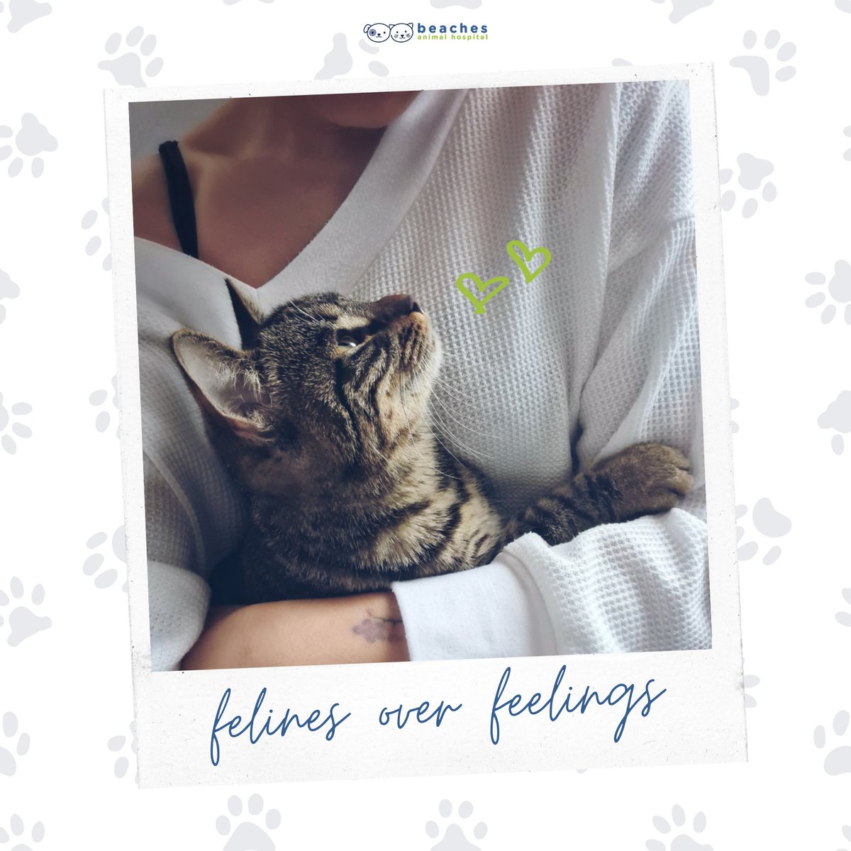 Felines over feelings: because who needs emotions when you have whiskers and purrs? 😺💖 #CatLove #PawsAndPurrs

#love #instagood #cute #pet #petstagram #photooftheday #instamood #adorable #instapet