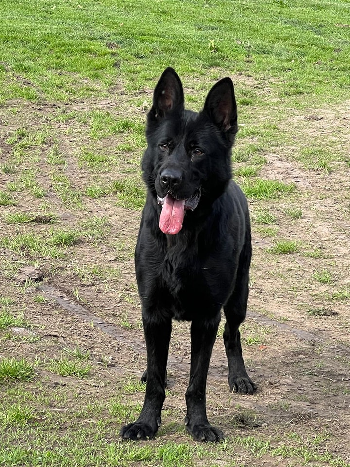 Please retweet to help Salem find a home #MOLD #WALES #UK He's had no applications in 5 months💔💔💔 'Some of our dogs have had NO applications at all while being with us Salem is one of those dogs 🙁 SALEM is a beautiful 2yr old black German Shepherd dog he loves people but…