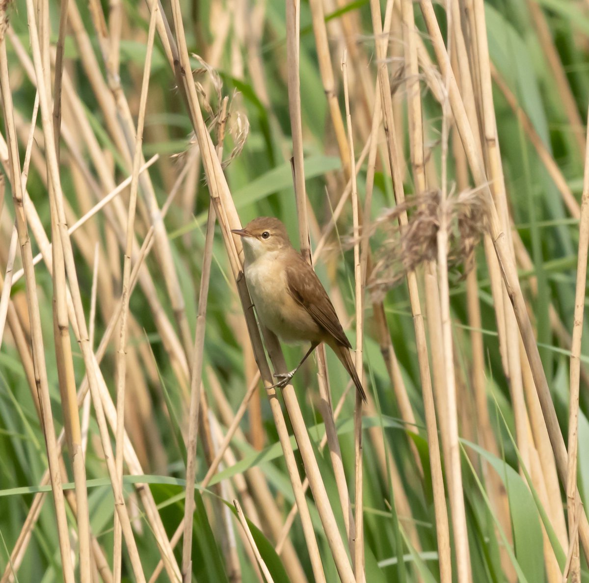 Spolvilla's tweet photo. Sunny warbler day @ladywalk_nr! Saw Blackcap, Sedge, Reed and Garden. Heard Cetti's. Other highlights incl. Cuckoo, LRP, Redshank, Little Egret and 3x Shelduck. With @OriginalQwerty. https://t.co/c9NAOAW9d9