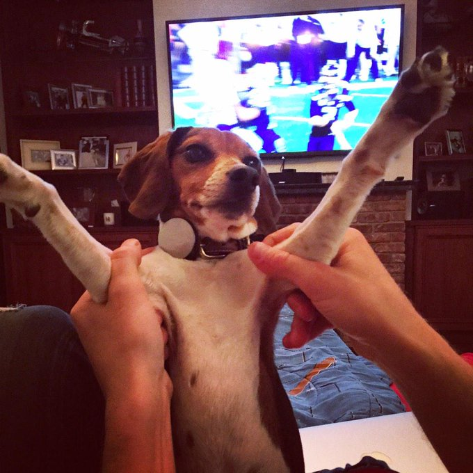 Charlie (The Trump family’s first dog) tweet media